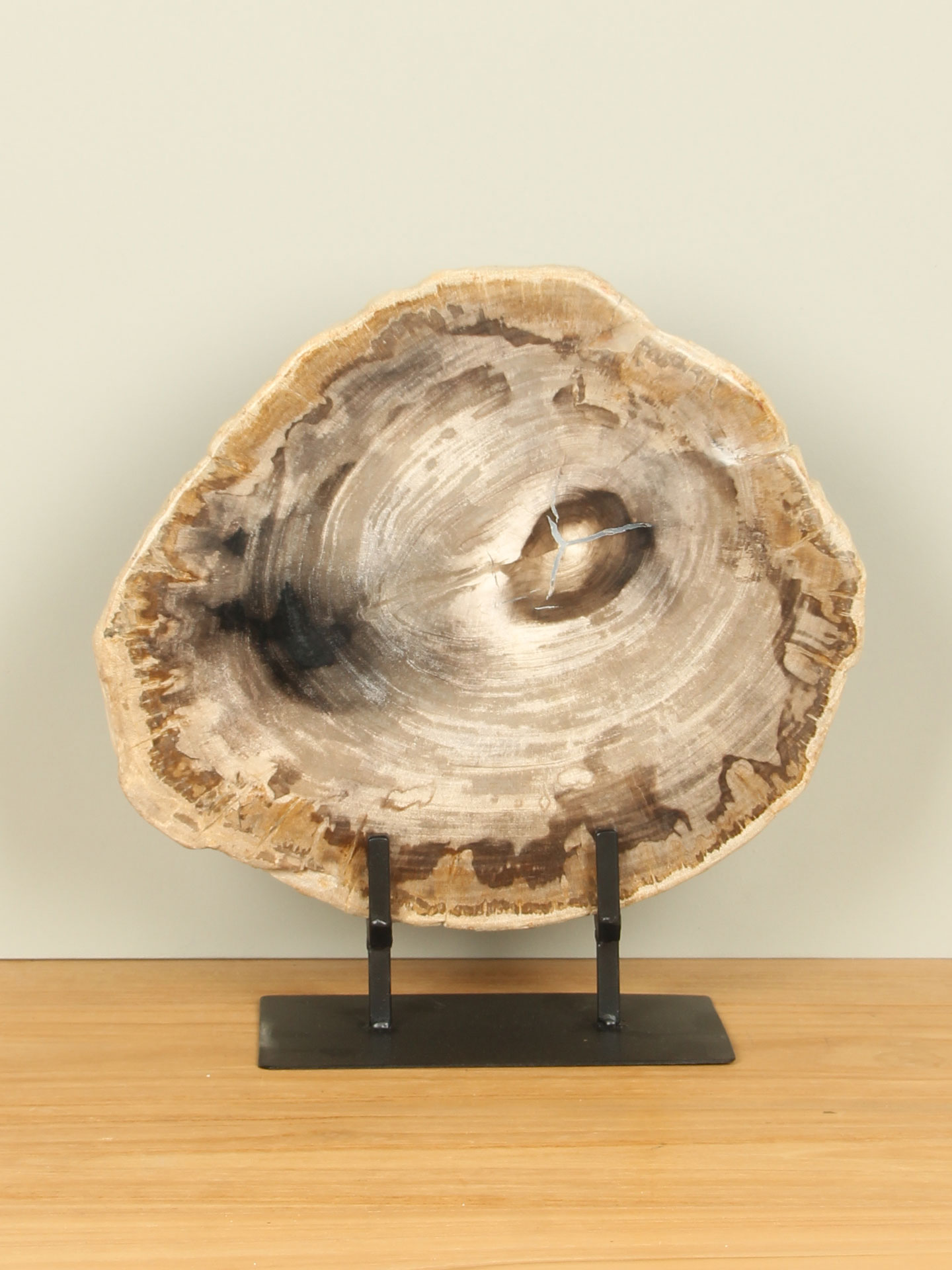 Schijf fossiel hout op standaard nr. 15