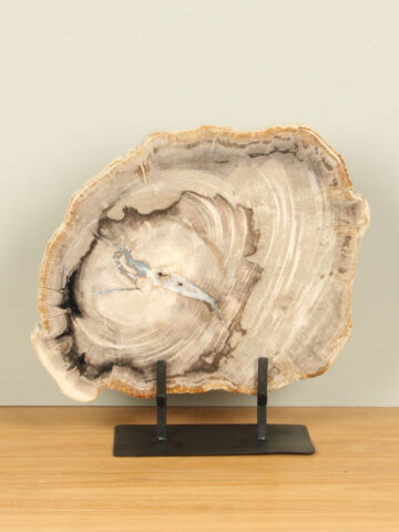 Schijf fossiel hout op standaard nr. 17