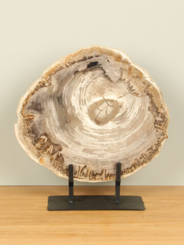 Schijf fossiel hout op standaard nr. 22