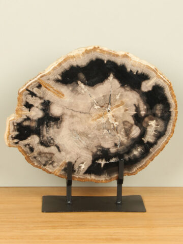 Schijf fossiel hout op standaard nr. 26