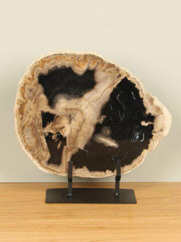 Schijf versteend hout op standaard nr. 30